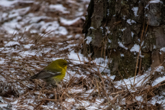 Alexander-Park-Snow-033