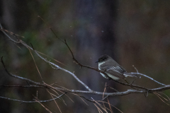 Alexander-Park-Snow-035