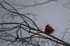 Alexander-Park-Snow-042