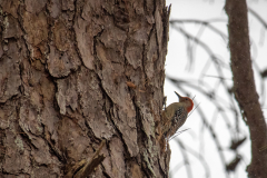 Alexander-Park-Snow-045