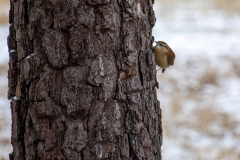 Alexander-Park-Snow-048