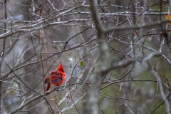 Alexander-Park-Snow-051