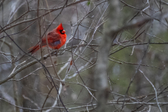 Alexander-Park-Snow-052