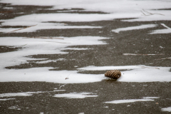 Alexander-Park-Snow-073