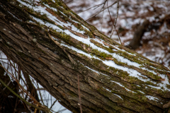 Alexander-Park-Snow-075