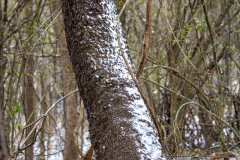 Alexander-Park-Snow-077