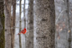 Alexander-Park-Snow-078