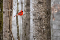 Alexander-Park-Snow-079