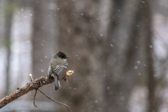 Alexander-Park-Snow-084