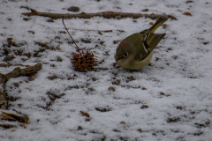 Alexander-Park-Snow-086