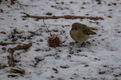 Alexander-Park-Snow-087
