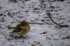 Alexander-Park-Snow-090