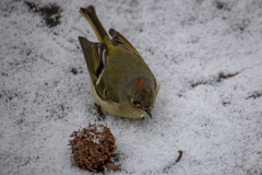 Alexander-Park-Snow-092