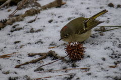 Alexander-Park-Snow-095
