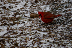 Alexander-Park-Snow-098