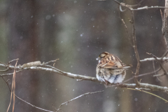 Alexander-Park-Snow-099