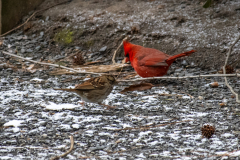 Alexander-Park-Snow-101