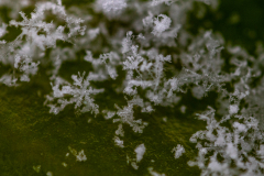 Snowflakes-Macro-02