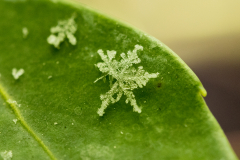 Snowflakes-Macro-10