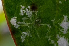 Snowflakes-Macro-15