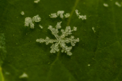 Snowflakes-Macro-16