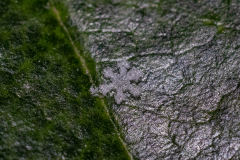 Snowflakes-Macro-23