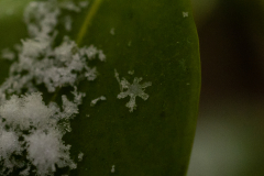 Snowflakes-Macro-30