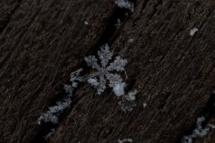 Snowflakes-Macro-37