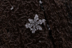 Snowflakes-Macro-40