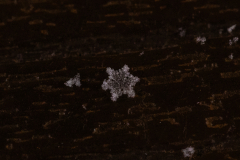 Snowflakes-Macro-41