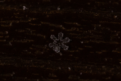 Snowflakes-Macro-42