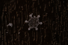 Snowflakes-Macro-43
