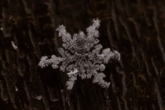 Snowflakes-Macro-45