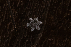 Snowflakes-Macro-49
