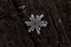 Snowflakes-Macro-60