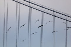 Streets-of-San-Francisco-113