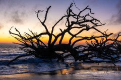 Driftwood-Beach-Sunrise-016