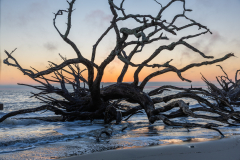 Driftwood-Beach-Sunrise-028