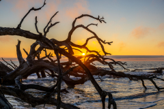 Driftwood-Beach-Sunrise-029