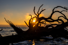 Driftwood-Beach-Sunrise-038