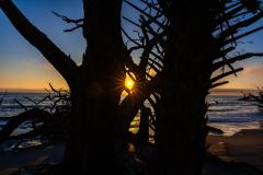 Driftwood-Beach-Sunrise-044