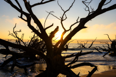 Driftwood-Beach-Sunrise-046
