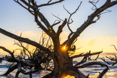 Driftwood-Beach-Sunrise-047