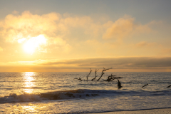 Driftwood-Beach-Sunrise-060