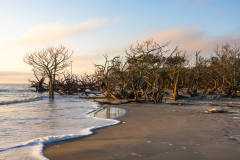 Driftwood-Beach-Sunrise-061