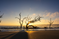 Driftwood-Beach-Sunrise-068