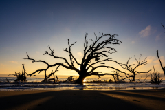 Driftwood-Beach-Sunrise-076
