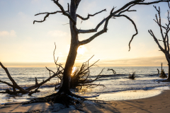 Driftwood-Beach-Sunrise-079