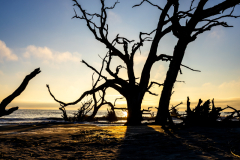 Driftwood-Beach-Sunrise-082