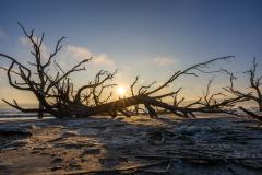 Driftwood-Beach-Sunrise-085